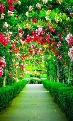 a pathway lined with pink and white flowers