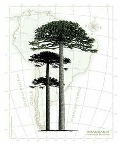 three pine trees on top of a map