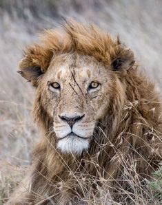 a close up of a lion laying in the grass with it's eyes open