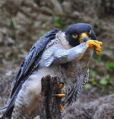 a bird with yellow beak sitting on top of a wooden post