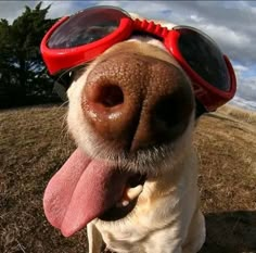 a dog wearing goggles and sticking its tongue out with his tongue hanging out to the side