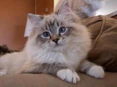 a fluffy cat laying on top of a couch