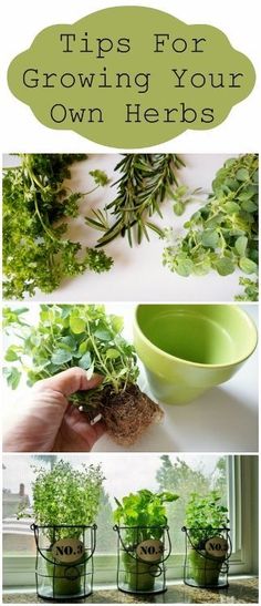 four pictures with plants growing in them and the words tips for growing your own herbs