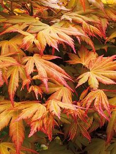 red and yellow leaves on a tree in the fall season, with green foliage behind them