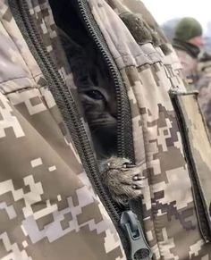 a close up of a cat in a jacket with zippers on it's side