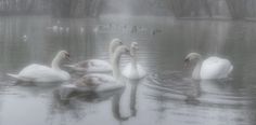 several white swans swimming in the water on a foggy day