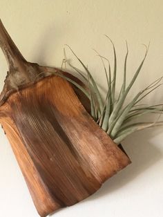 an air plant sitting on top of a wooden cutting board next to a white wall