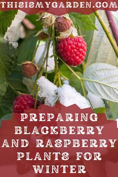 A photo of a raspberry plant in the snow. Photo from Canva. When To Plant Raspberry Bushes, Growing Peanuts, Forest Gardens, Pruning Plants, Blackberry Plants, Recipes By Ingredients, Fruit Orchard, Nut Trees