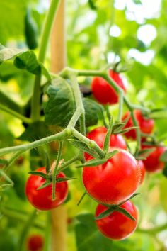 tomatoes growing on the vine in an outdoor garden