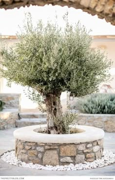 an olive tree in a stone planter