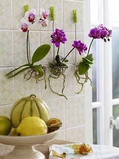 flowers and fruit are hanging on the wall above a table with a white vase filled with watermelon, lemons, and purple orchids