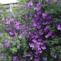 purple flowers are growing on the side of a building