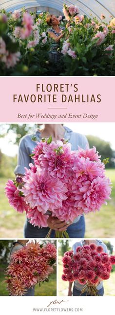 pink flowers are shown in the foreground with text that reads floret's favorite dahlias best for wedding and event design