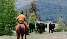 a man riding on the back of a brown horse next to black cows in a field