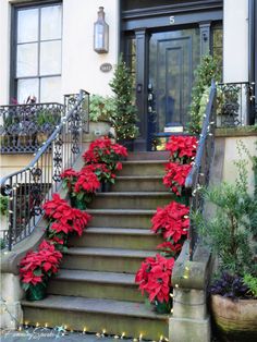 the steps are decorated with poinsettias and christmas lights