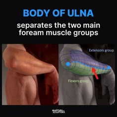 an advertisement for the body of ulna, with images of muscles and their functions