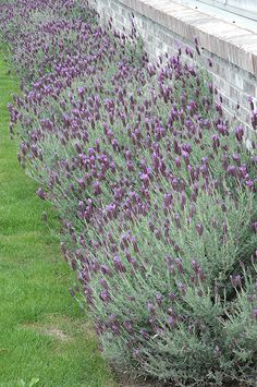 purple flowers are growing along the side of a brick wall in front of green grass