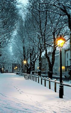 a snowy street lined with trees and benches