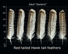 four feathers are shown in different sizes and colors, along with the height of each feather