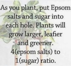 a plant with the words as you plant, put epsom salts and sugar into each hole