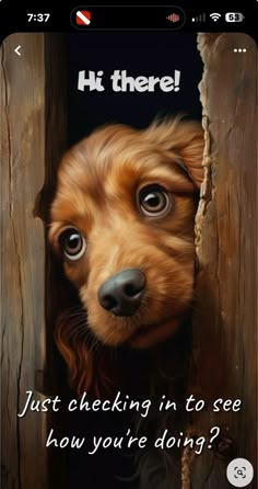 a dog peeking out from behind a wooden fence with the caption'hi there just checking in to see how you're doing? '