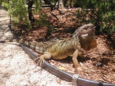 an iguana is sitting on the ground next to a hose in its enclosure