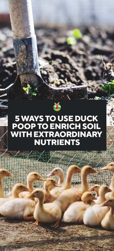 several ducks are sitting in the dirt near a fence with text that reads, 5 ways to use duck poop to improve bird breeding with extraordinaryly