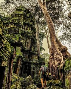 a man walking through the jungle in front of an ancient tree and stone structure with moss growing on it