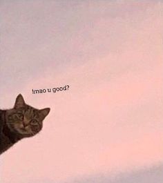 a cat sitting on top of a roof looking up at the sky with words above it