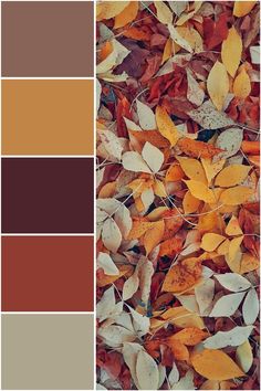 the color palette is brown, orange and yellow leaves are scattered on the ground in this image