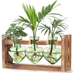 a wooden frame holding four glass vases with plants in them and two green planters