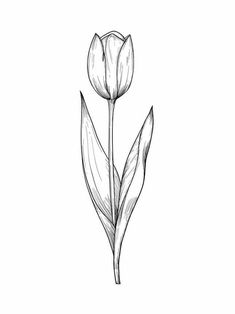 Tulip Line Art, Tulip Flower Drawing, Society6 Prints, Tulip Drawing, Tulip Tattoo, Flower Drawing Tutorials, Tattoo Project, Little Tattoos, Simplistic Tattoos