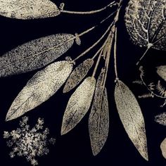 an image of leaves and snowflakes on a black background