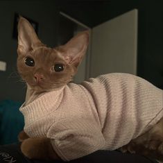 a cat wearing a sweater sitting on top of a desk