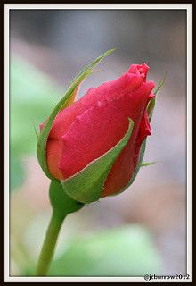 a single red rose bud with water droplets on it