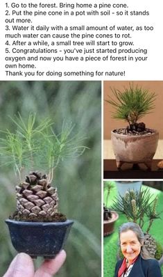 the instructions for how to make a pine cone bonsai tree in a clay pot