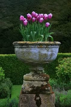 purple tulips are growing in an old urn