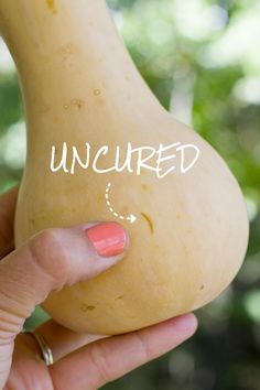 a hand holding a butternut with the word uncured written on it