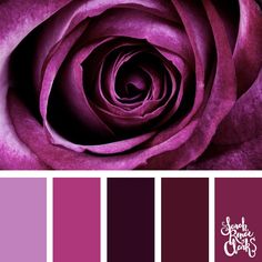 a purple rose is shown in the center of this color scheme, and it's very