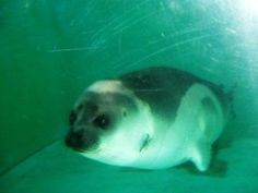 a baby seal is swimming in the water