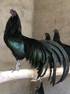 two black and green birds are perched on a branch next to each other in an enclosure