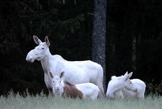 two white horses standing next to each other on a lush green field with trees in the background