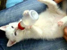 a white kitten laying on its back with a bottle in it's mouth, being held by someone