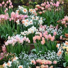 many different types of flowers in the garden