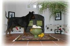 a black and brown dog standing next to a green bowl filled with food on top of a rug