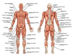 the muscles are labeled in this diagram