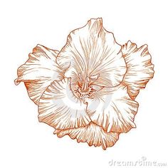 an orange flower on a white background with clipping for the word'can stock photo?