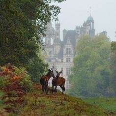 two deer standing next to each other on a lush green hillside in front of a castle