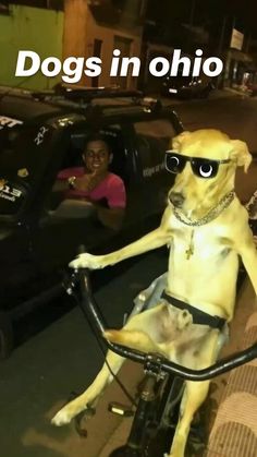 a dog riding on the back of a bike