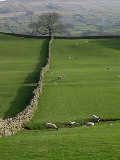 sheep are grazing on the green grass near a stone wall that stretches into the distance